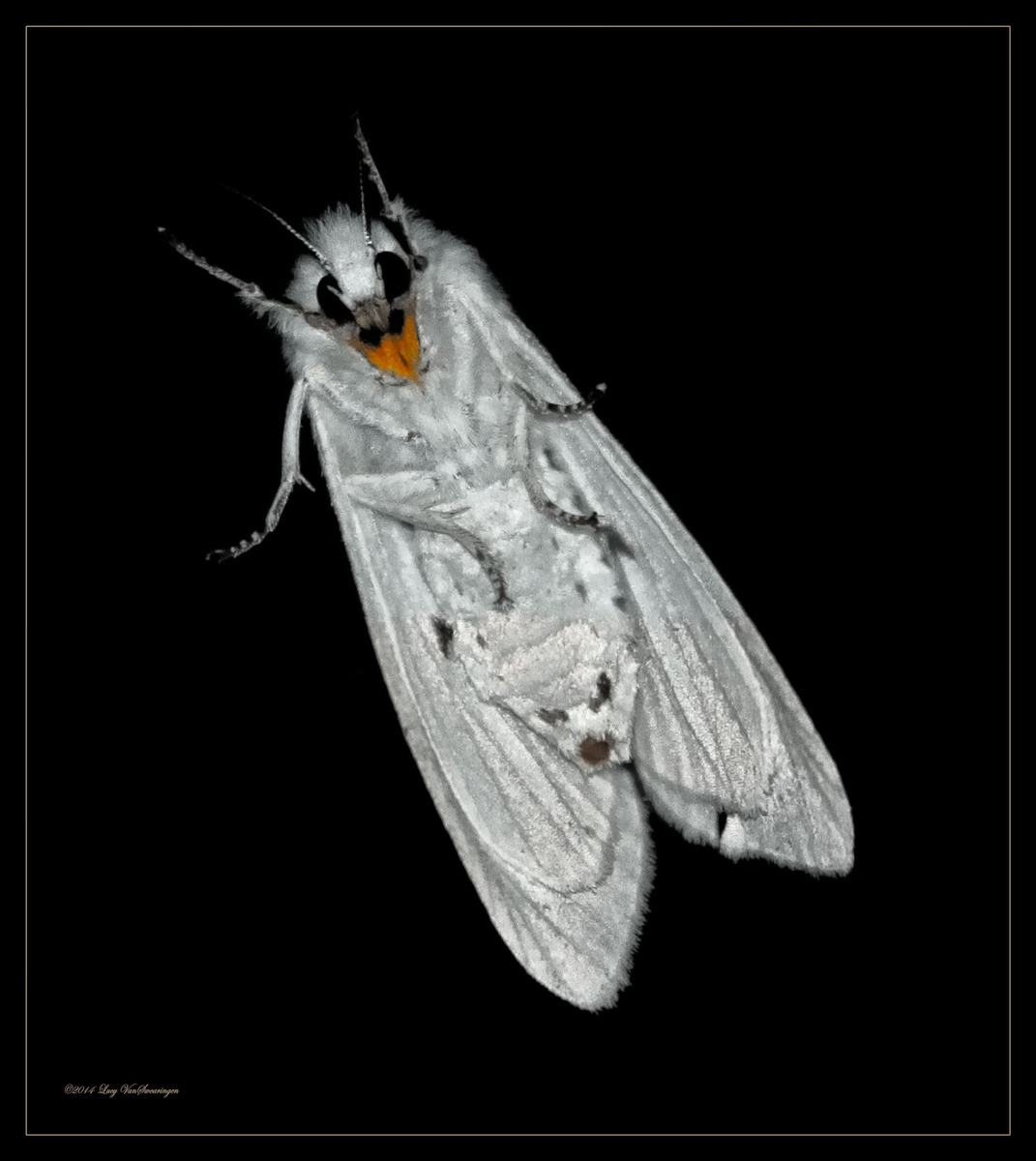 Mothman