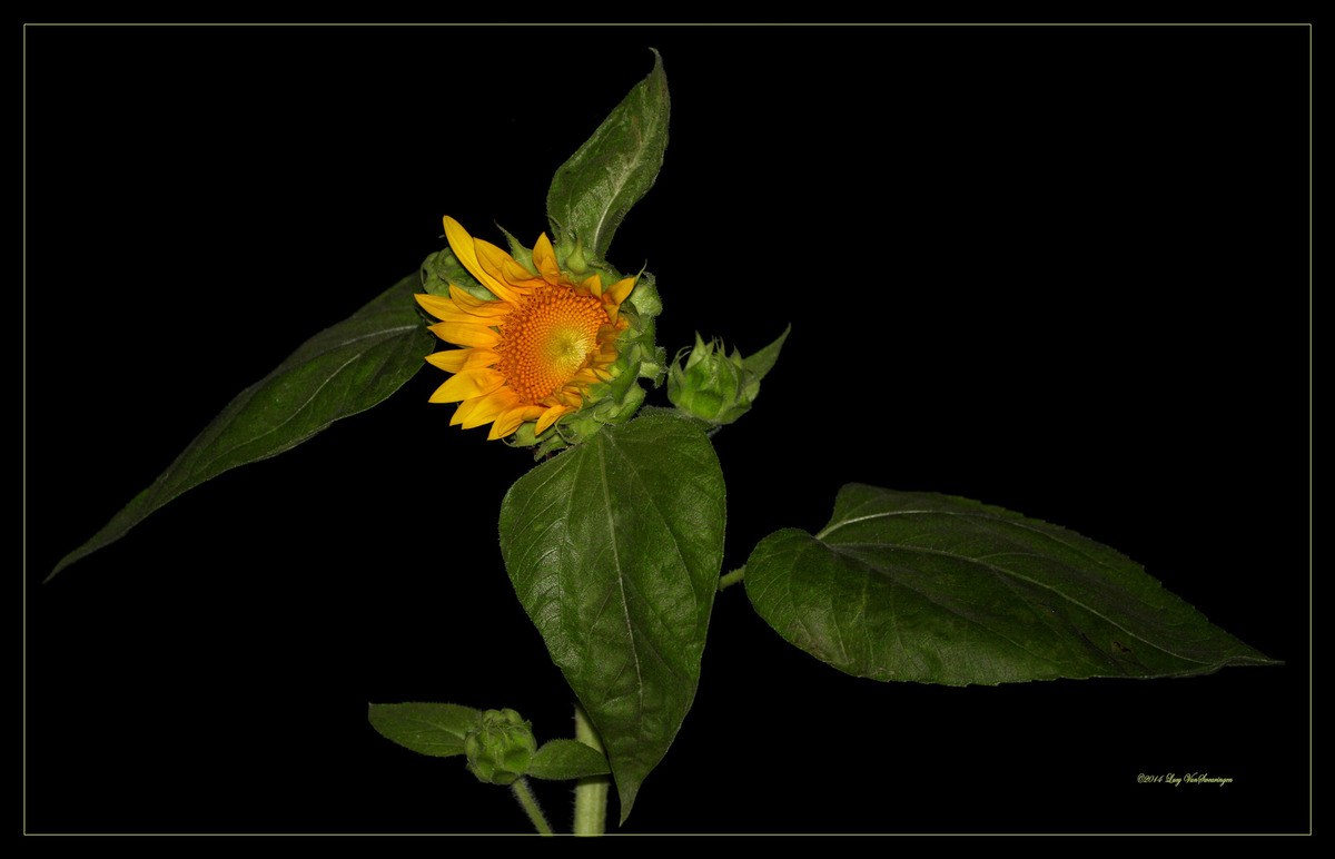 Night Flowers- Sunflower