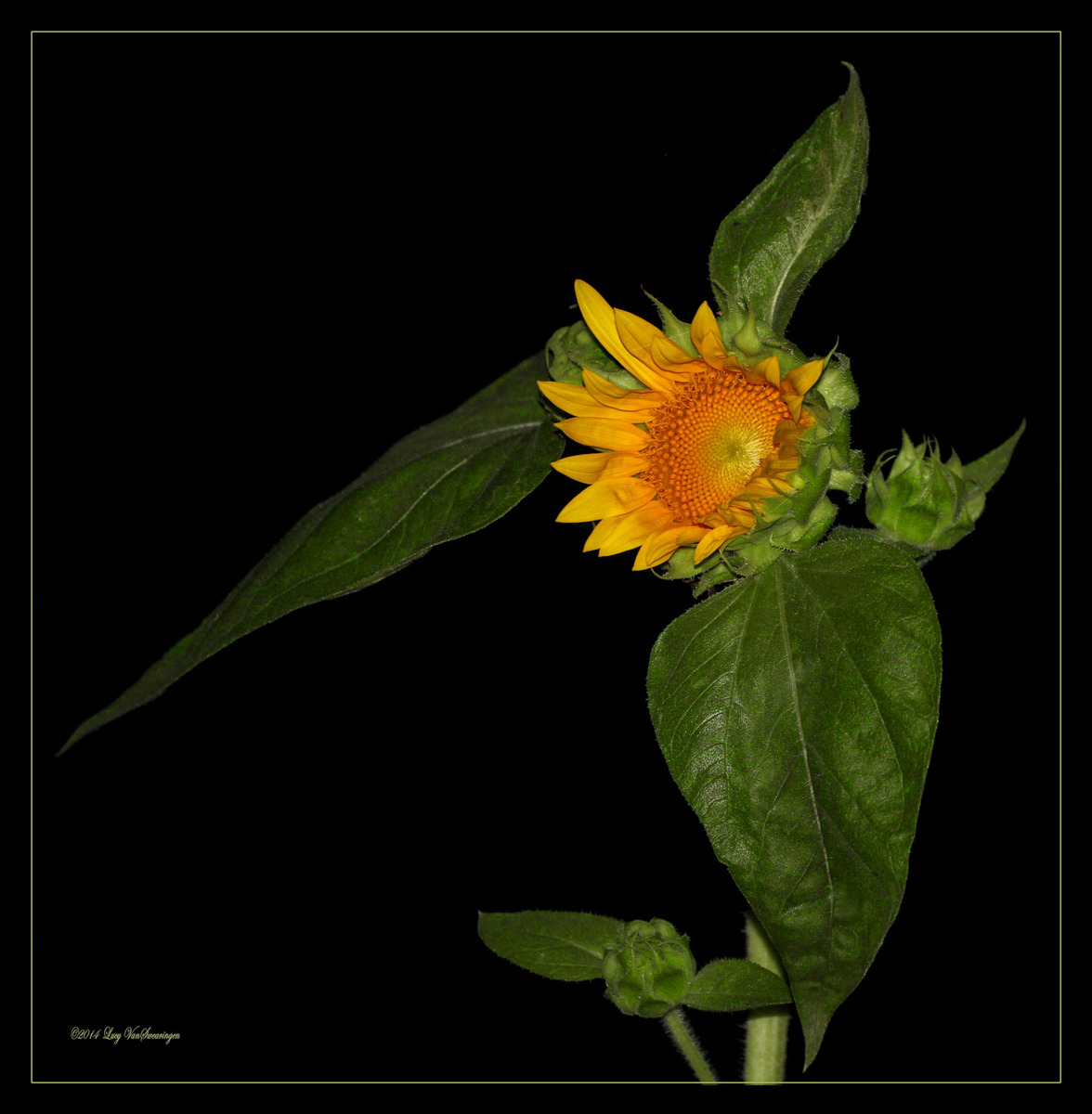 Night Flwrs Sunflower 2
