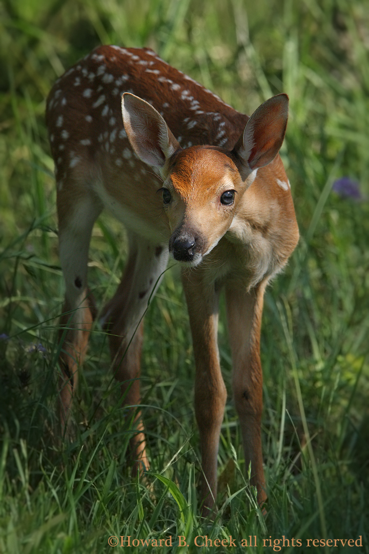 Spotlit Fawn