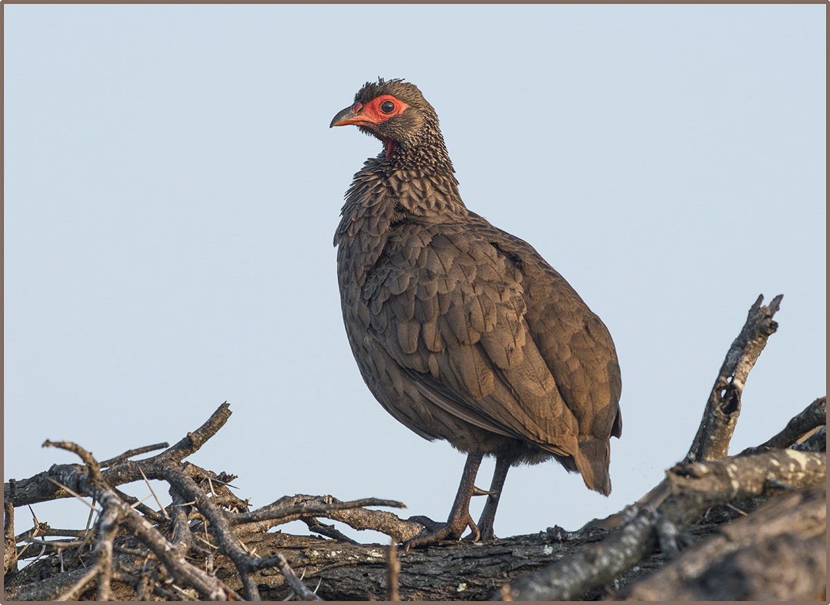 Spurfowl