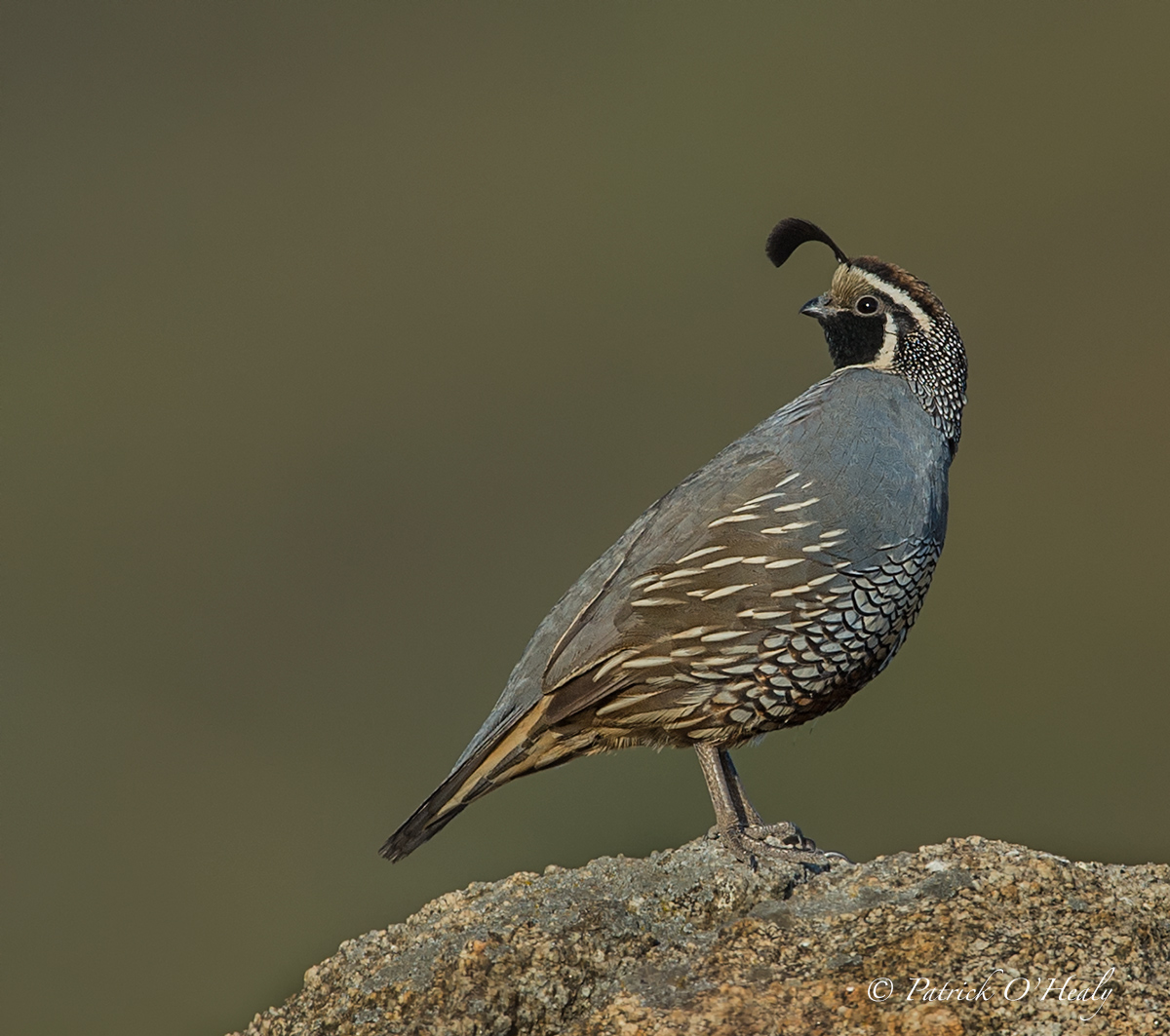 California Quail