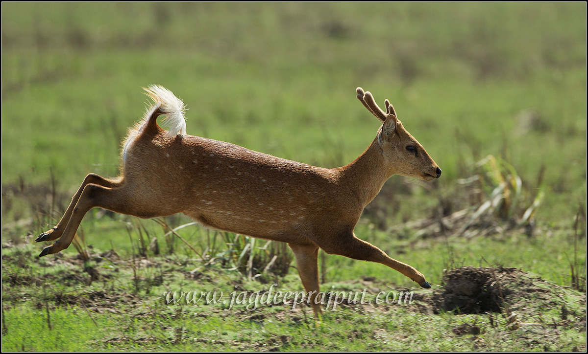 Hog Deer