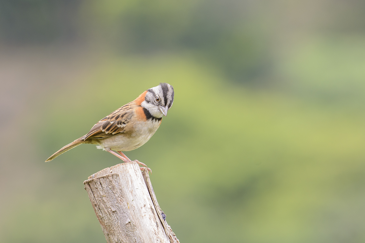 Rufous-collared Sparrow