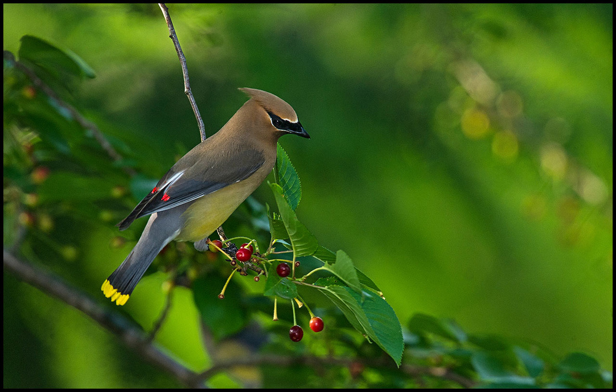 Cedar waxwing 