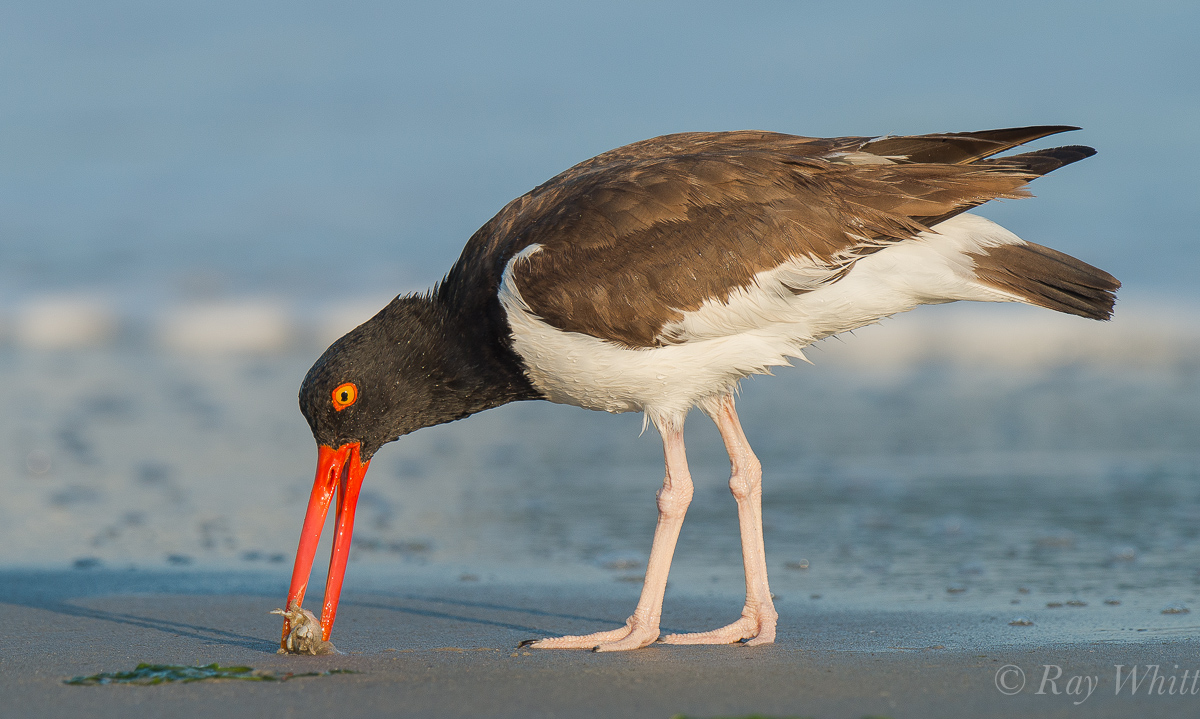 American Oystercatcher 
