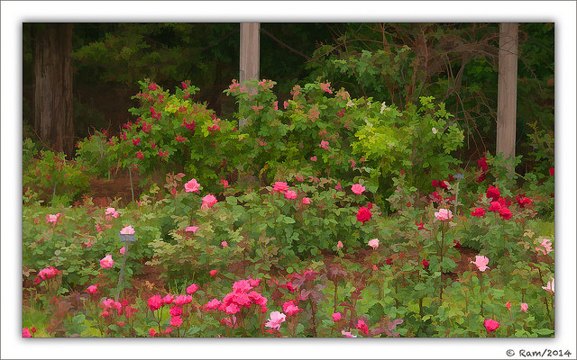 The Rose Garden