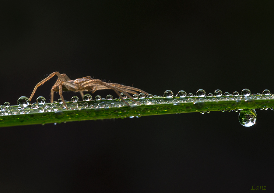 Spider and Dew
