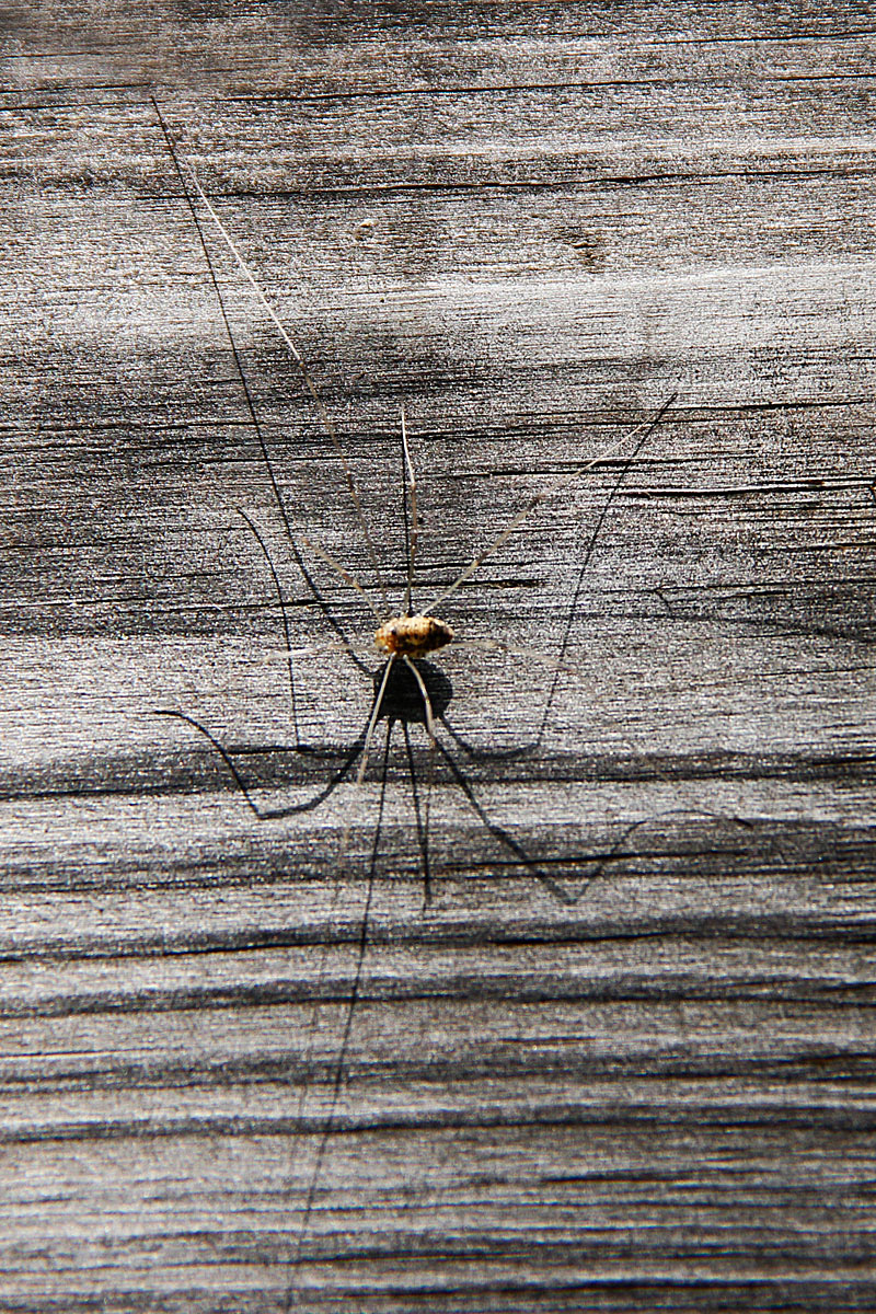 Daddy long legs