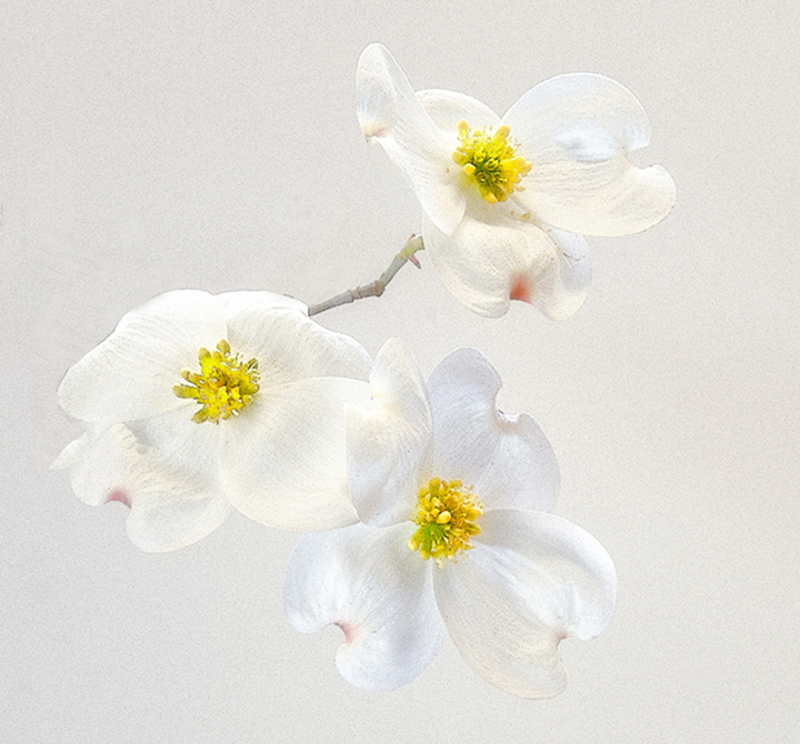 Dogwood Abstract 