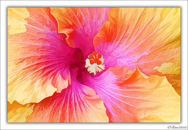 Hibiscus
