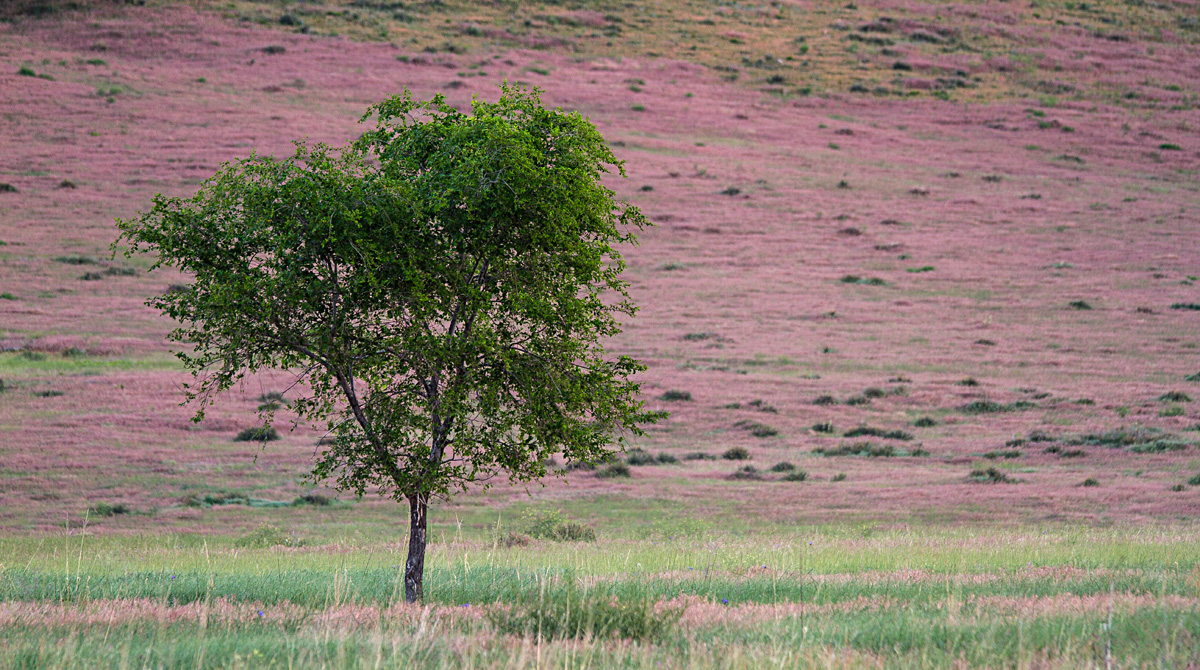 Colors of the Prairie