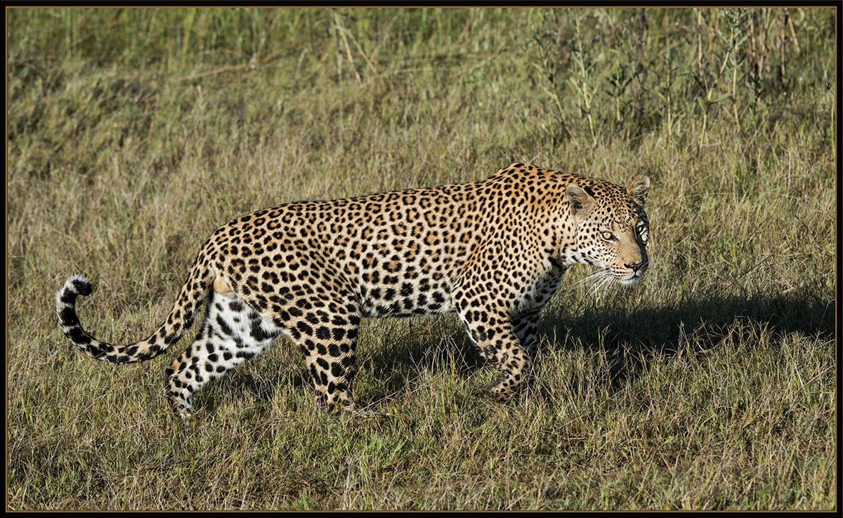 Spots