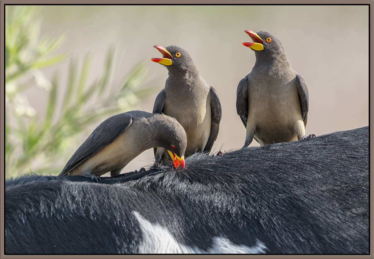 Oxpeckers