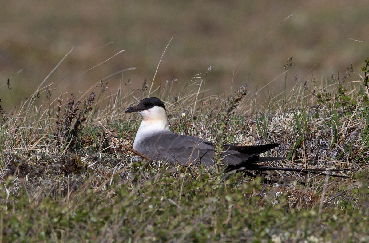 Long-tailed Jaeger