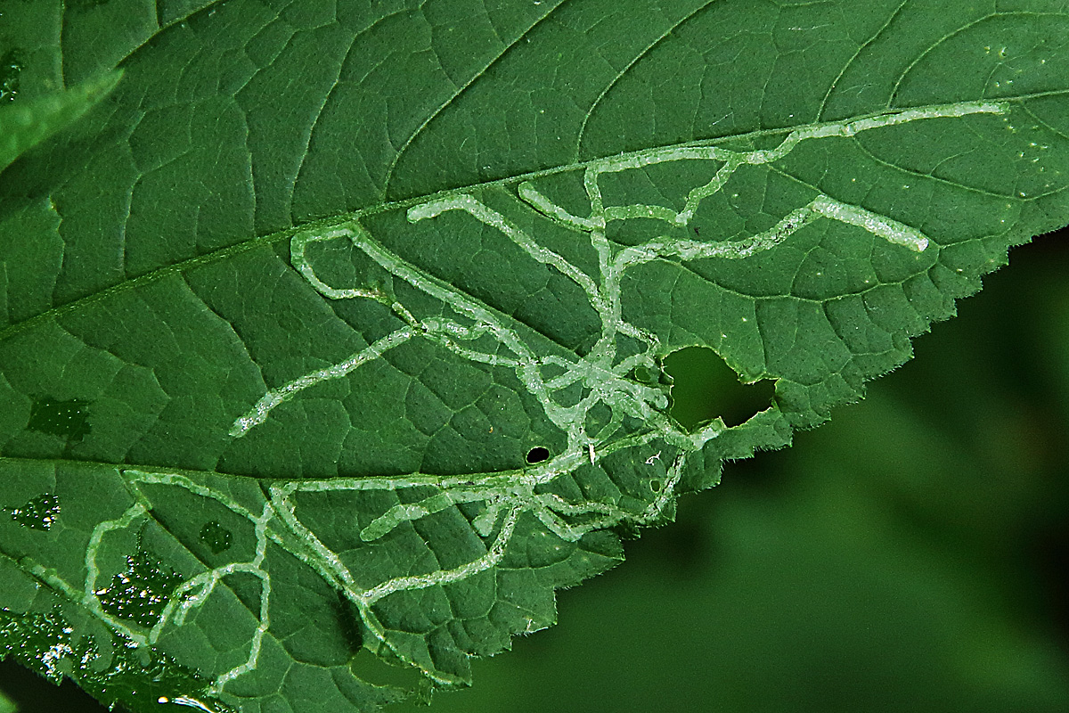 Green on green 639