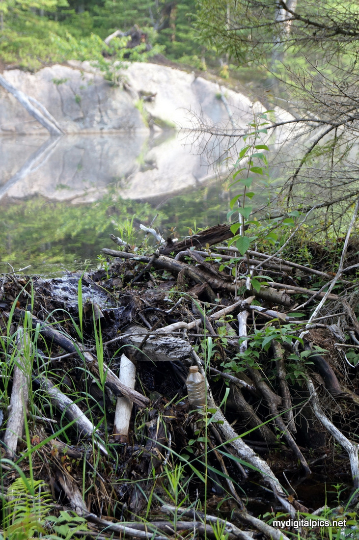Beaver Dam