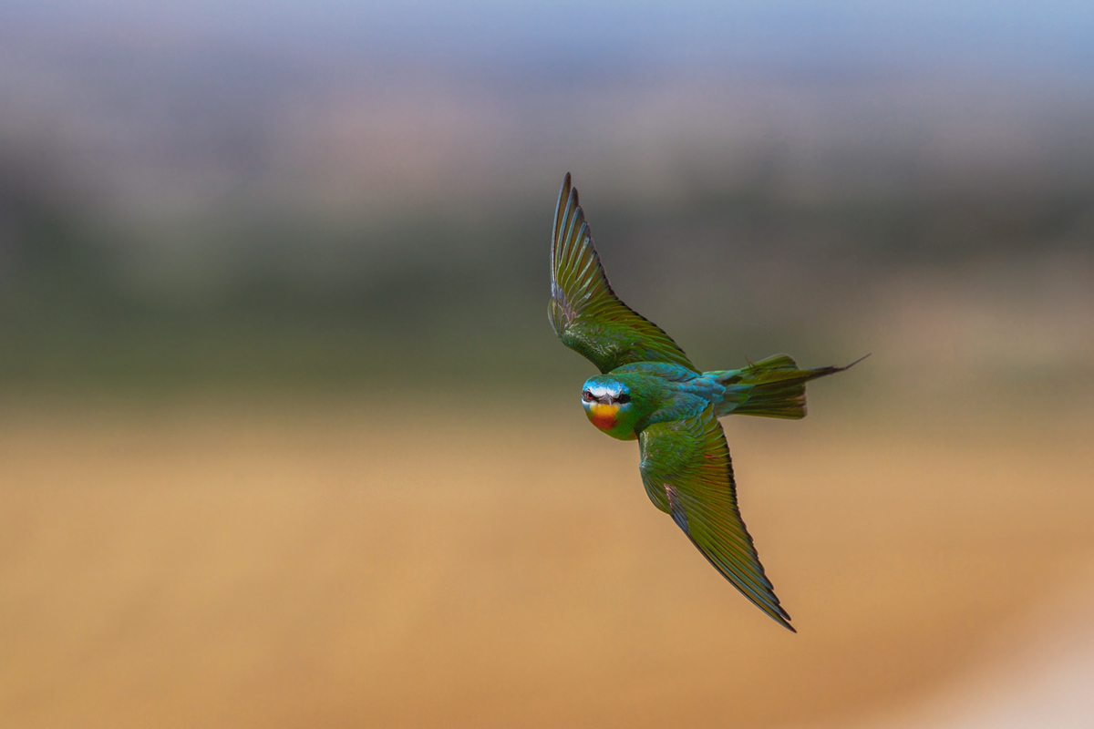 green Bee Eater