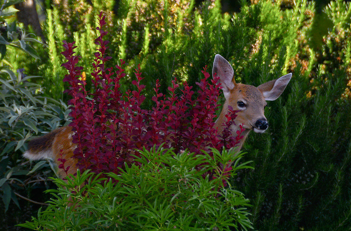 Cute but Unwelcome