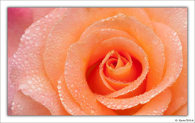 Very Dewy Rose