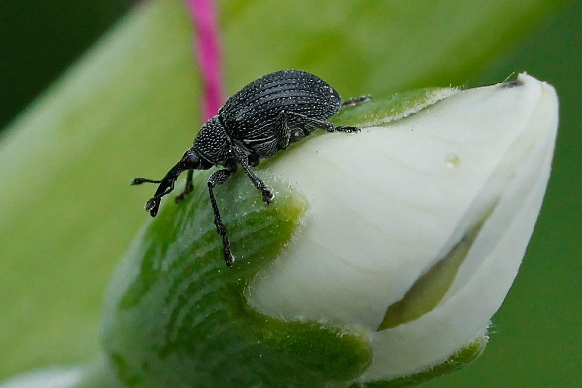 snout beetle
