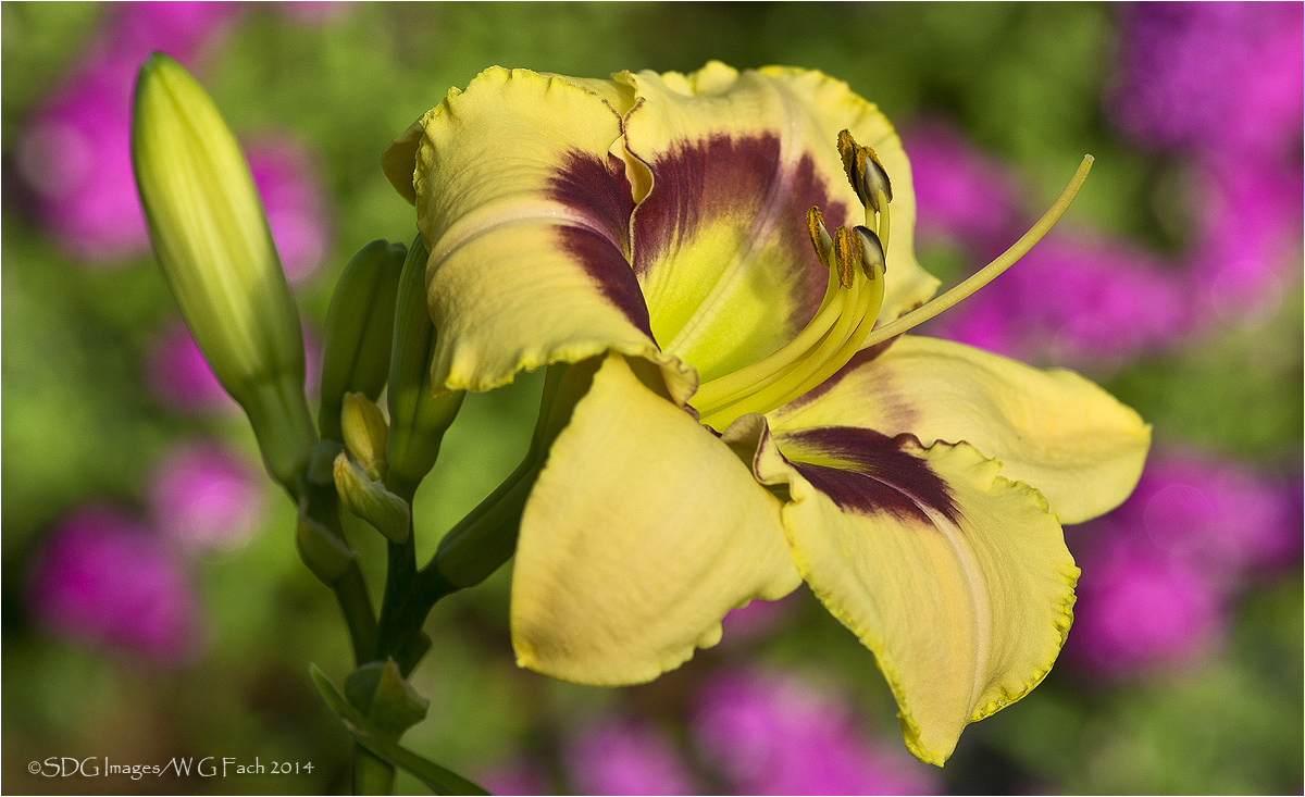 Dawn Greeter