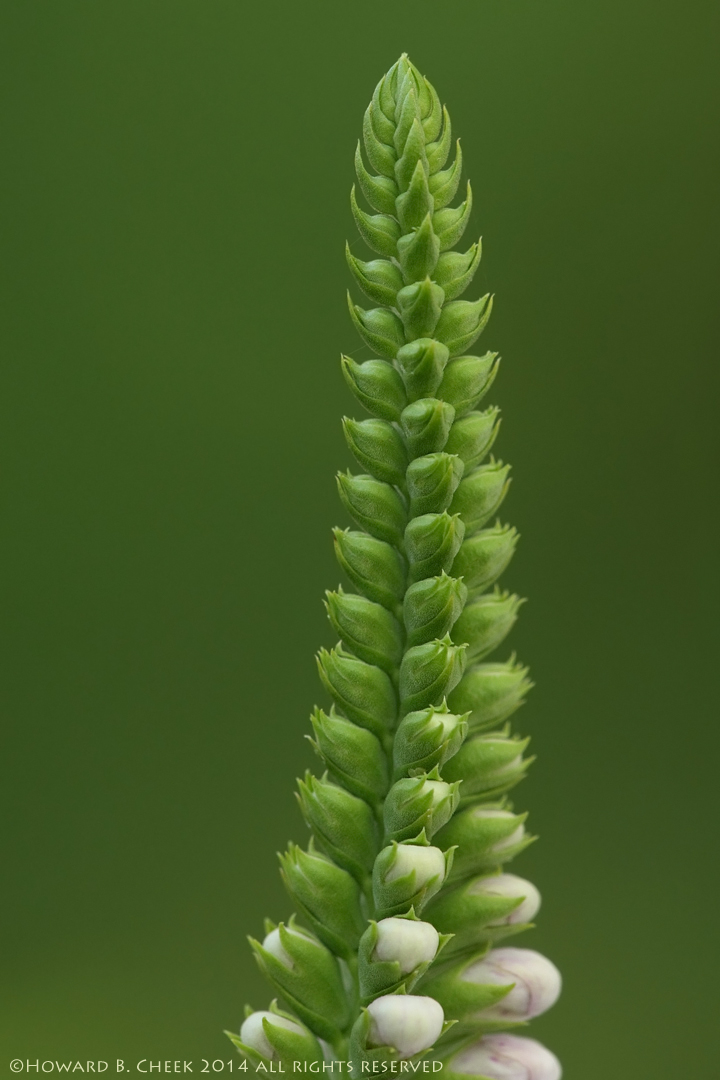 The Geometry of Green