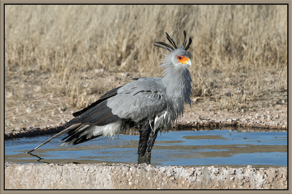 Secretary Bird