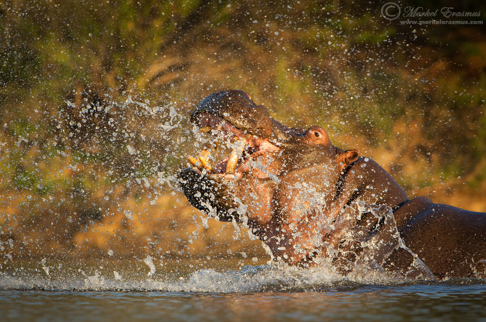 Big Splash