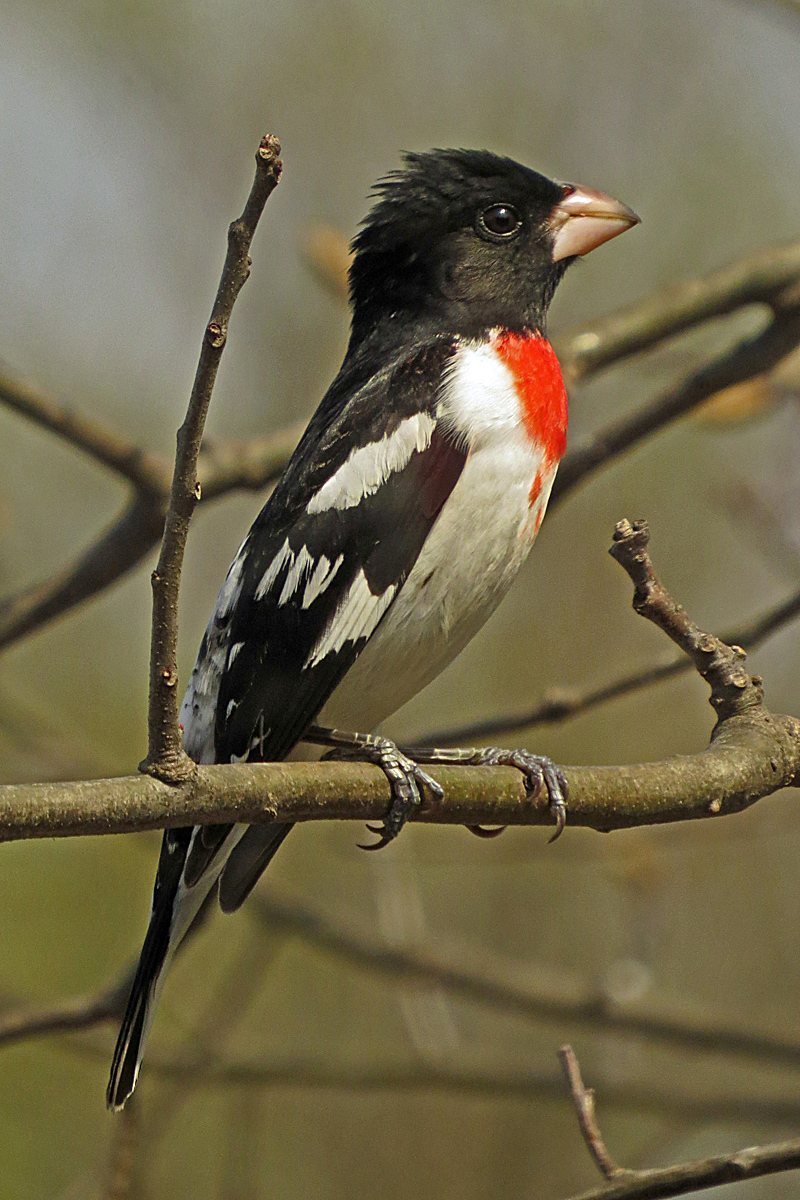 Rose Beasted Grosbeak