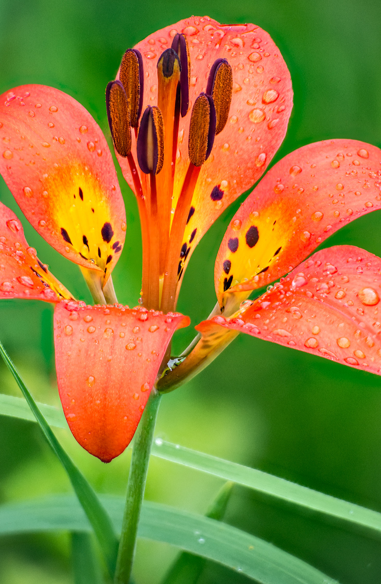 Prairie Fire & Rain