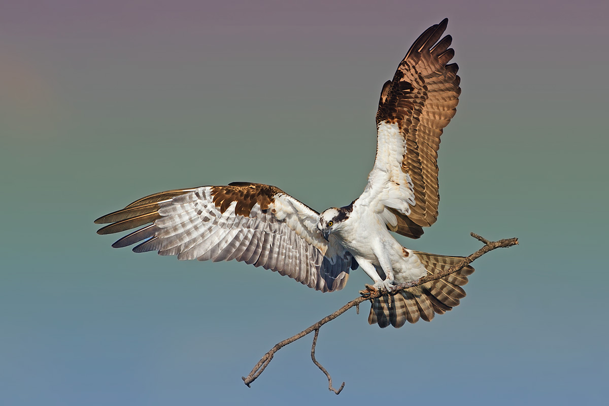 Nest Building