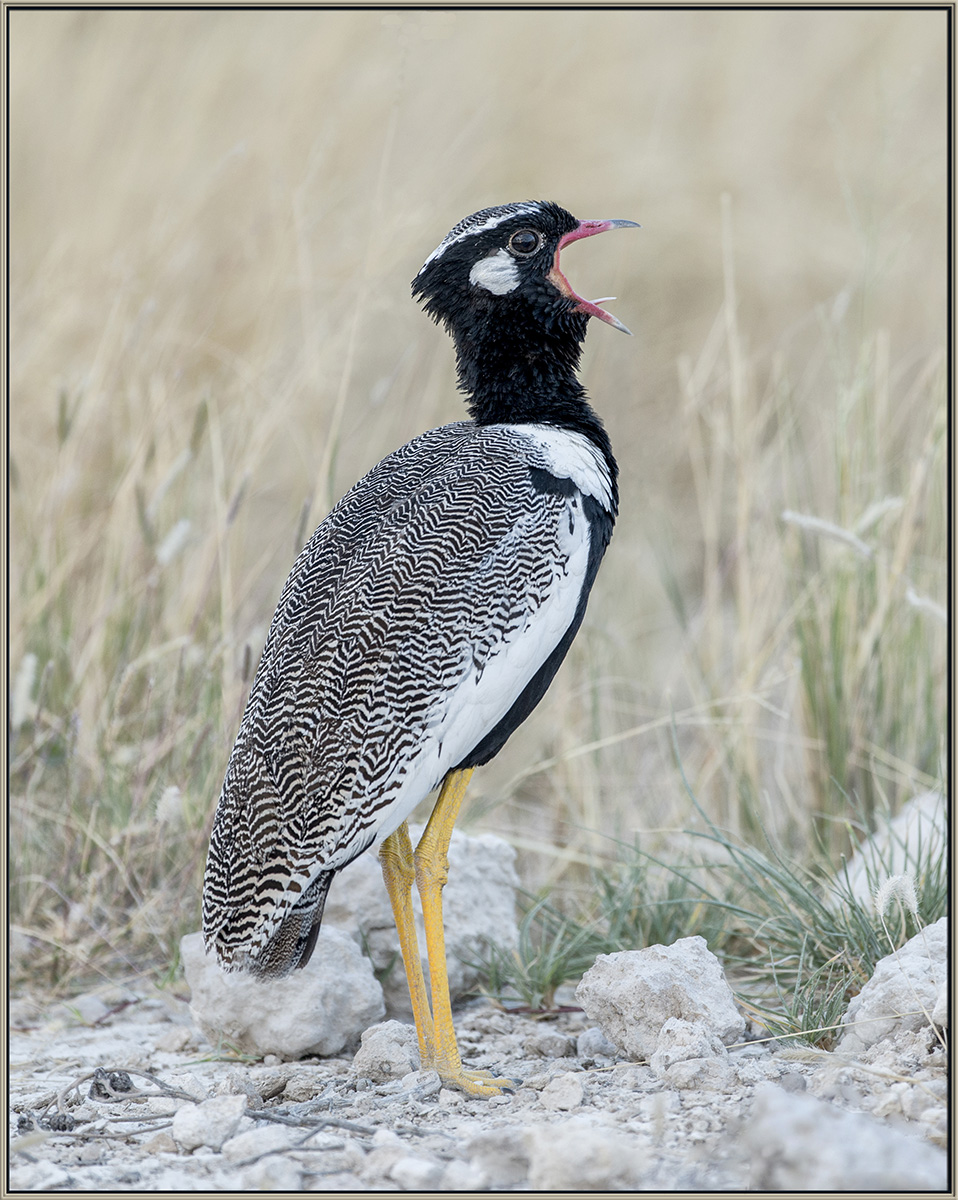 White-Quilled Bustard