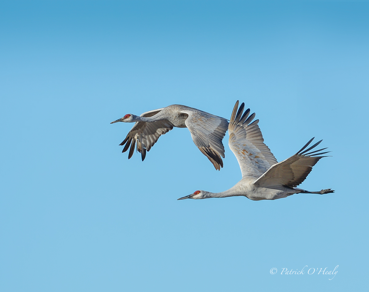 Sandhill Cranes