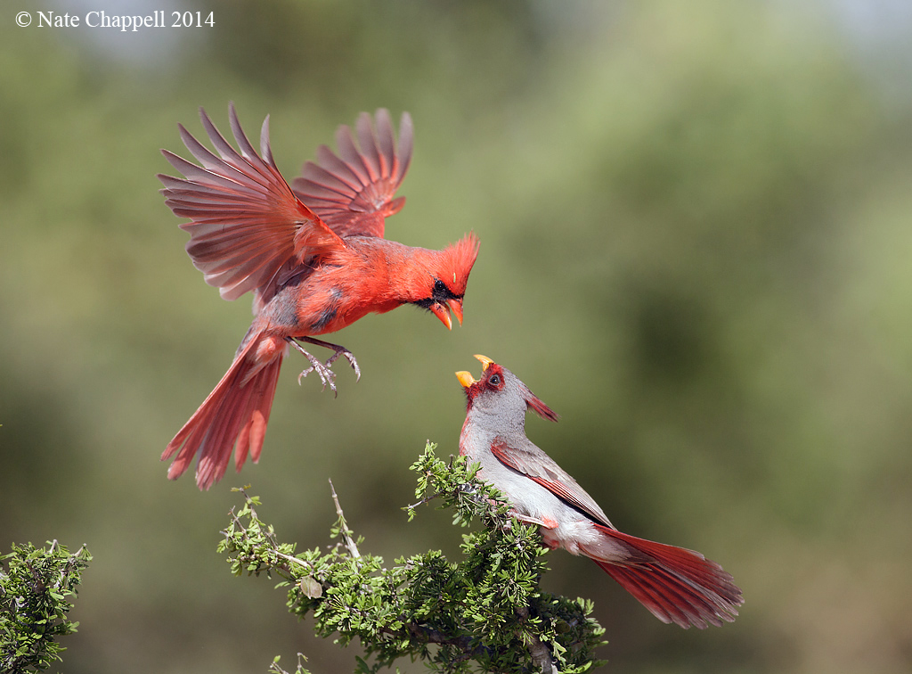 Cardinal vs. Pyrrhuloxia