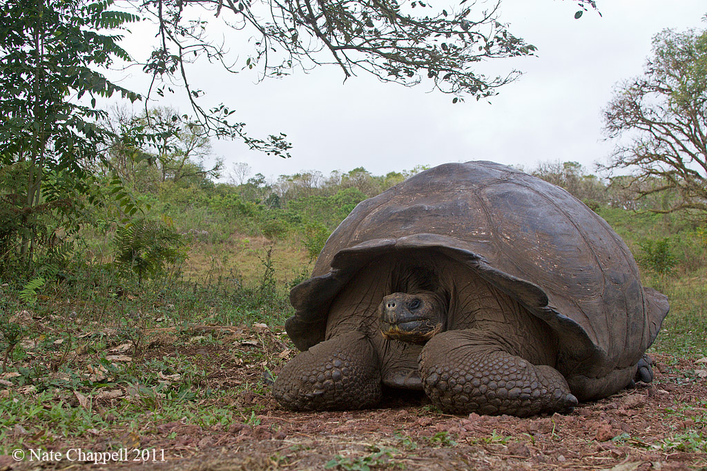 Galapagos Tortoise