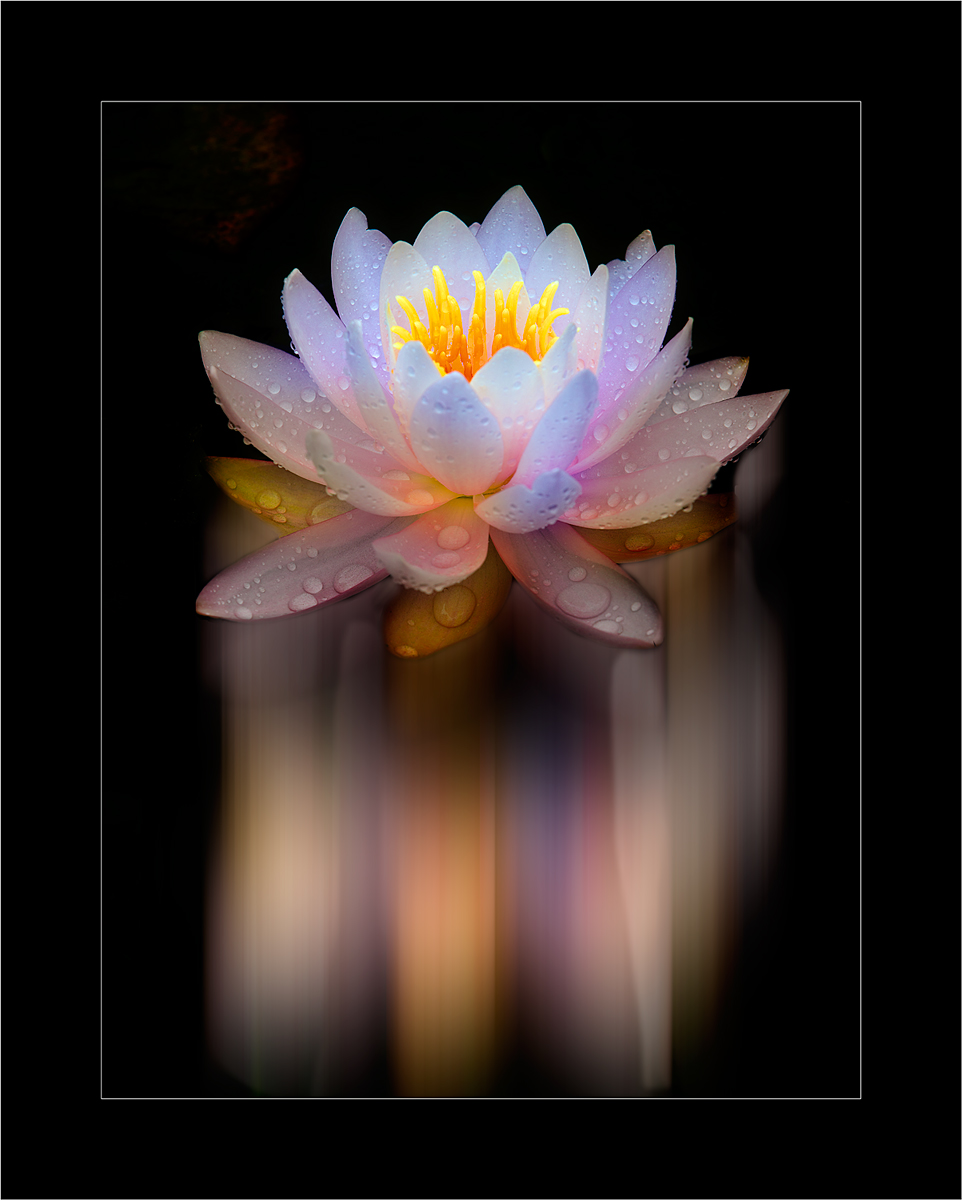 Water Lily 