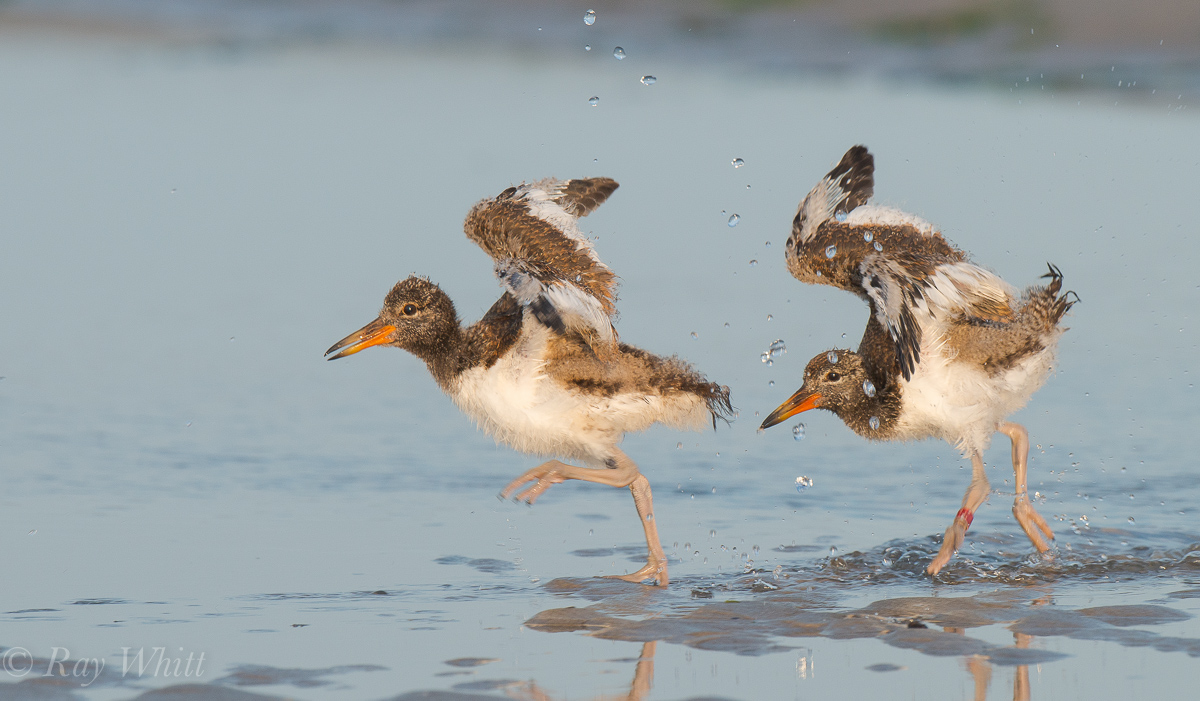 Oystercatcher Juveniles