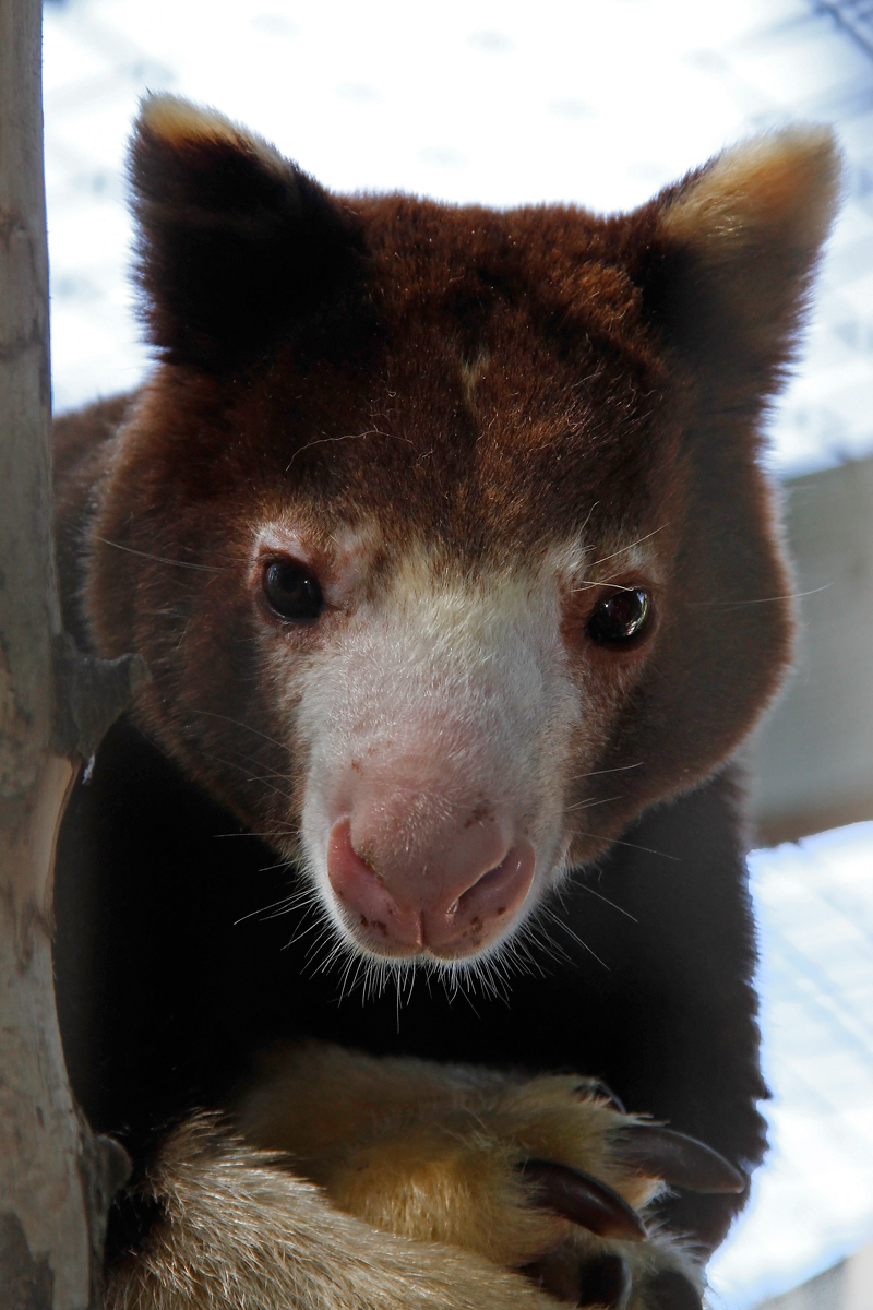 Tree kangaroo