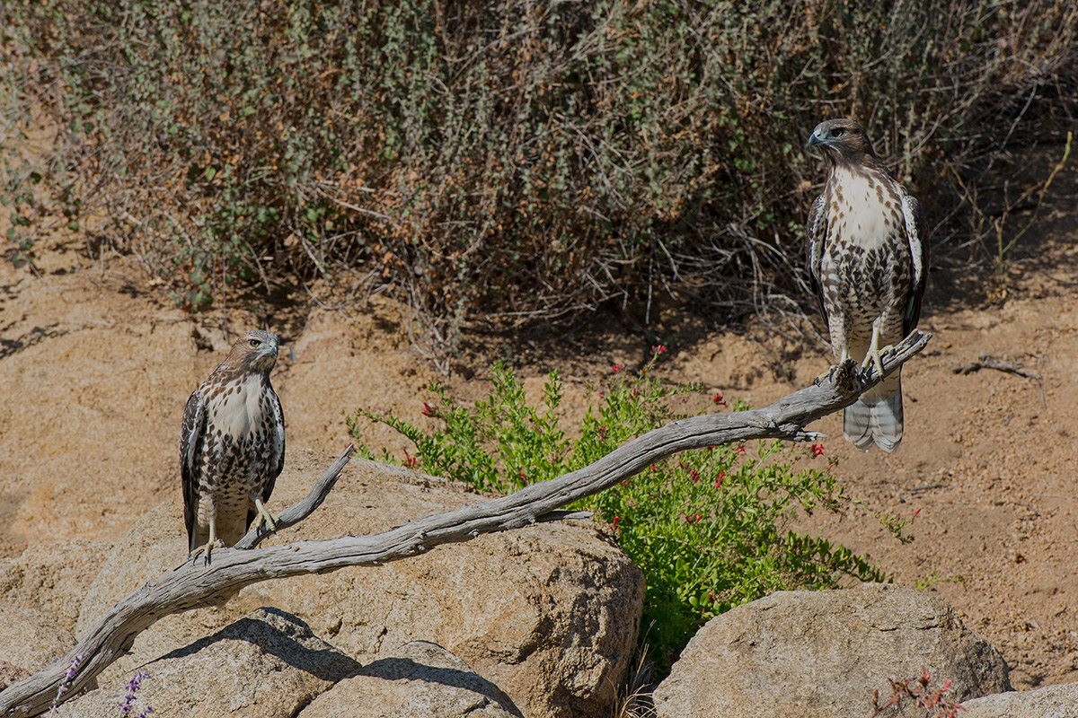 Juvie Red-tailed Hawks
