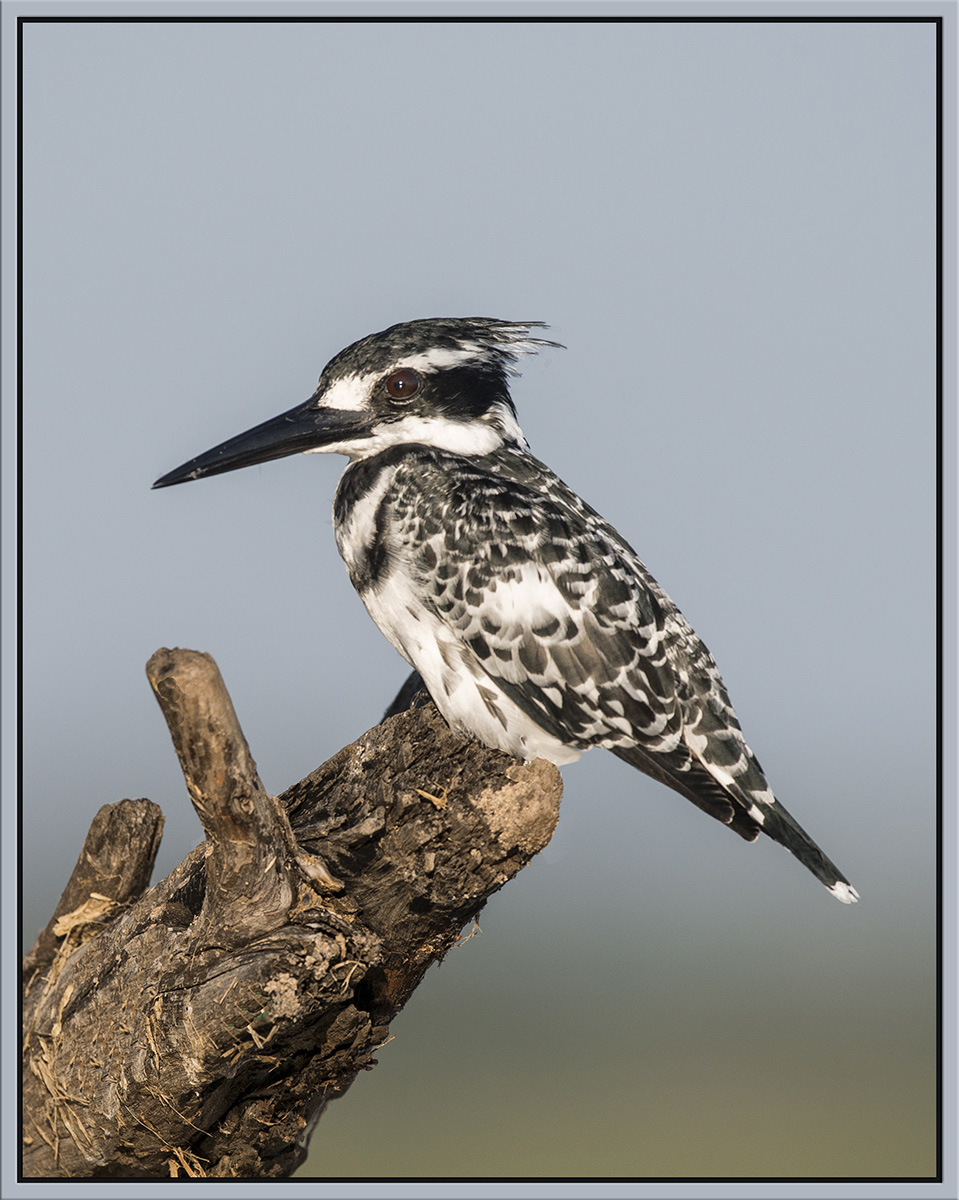 Pied Kingfisher