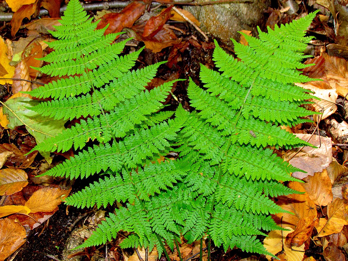 Hayscented Fern  WC640