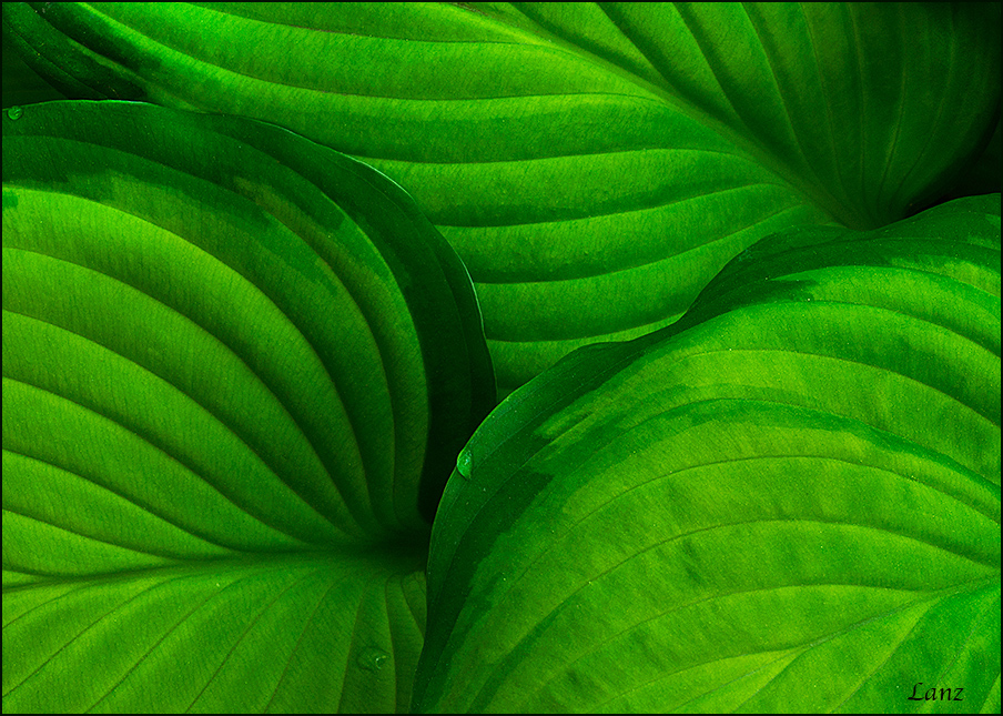 Green shades (WC 630)