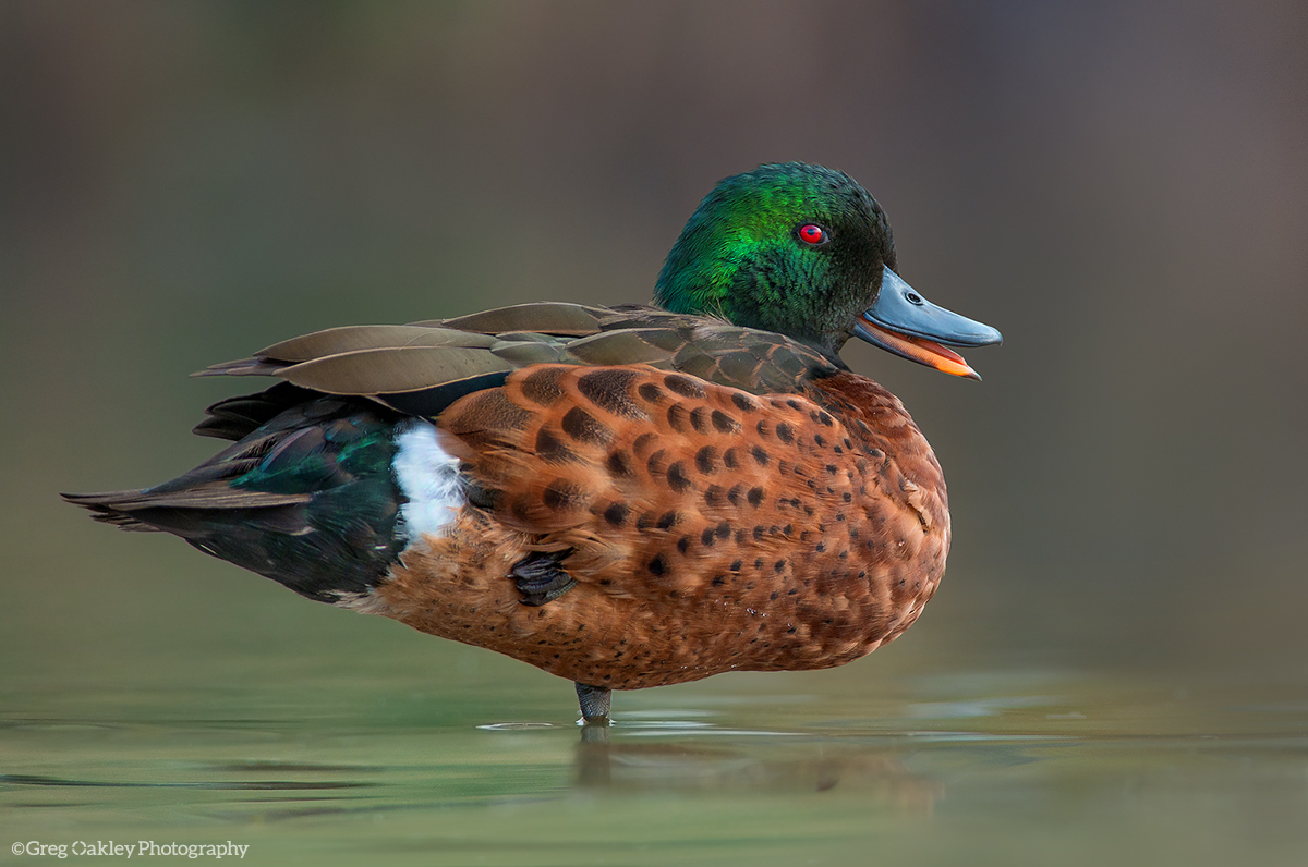 Chestnut Teal