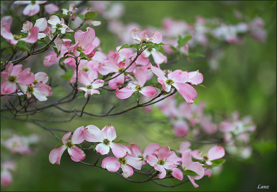 Pink Dogwood