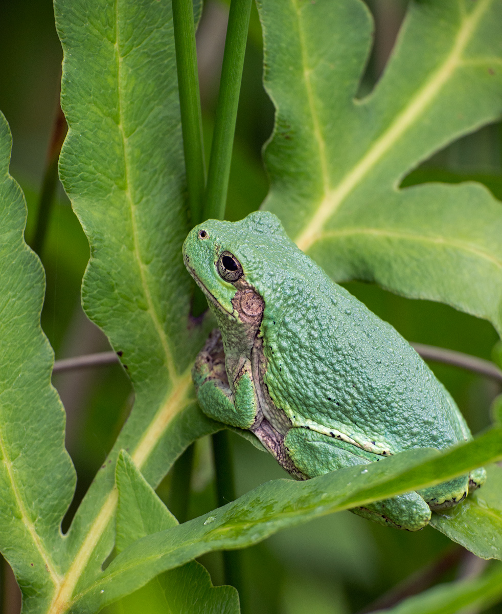 Something Green