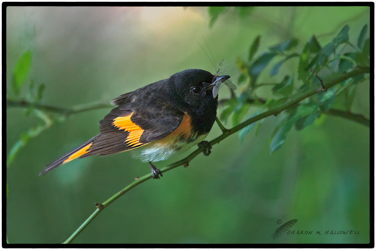 American Redstart