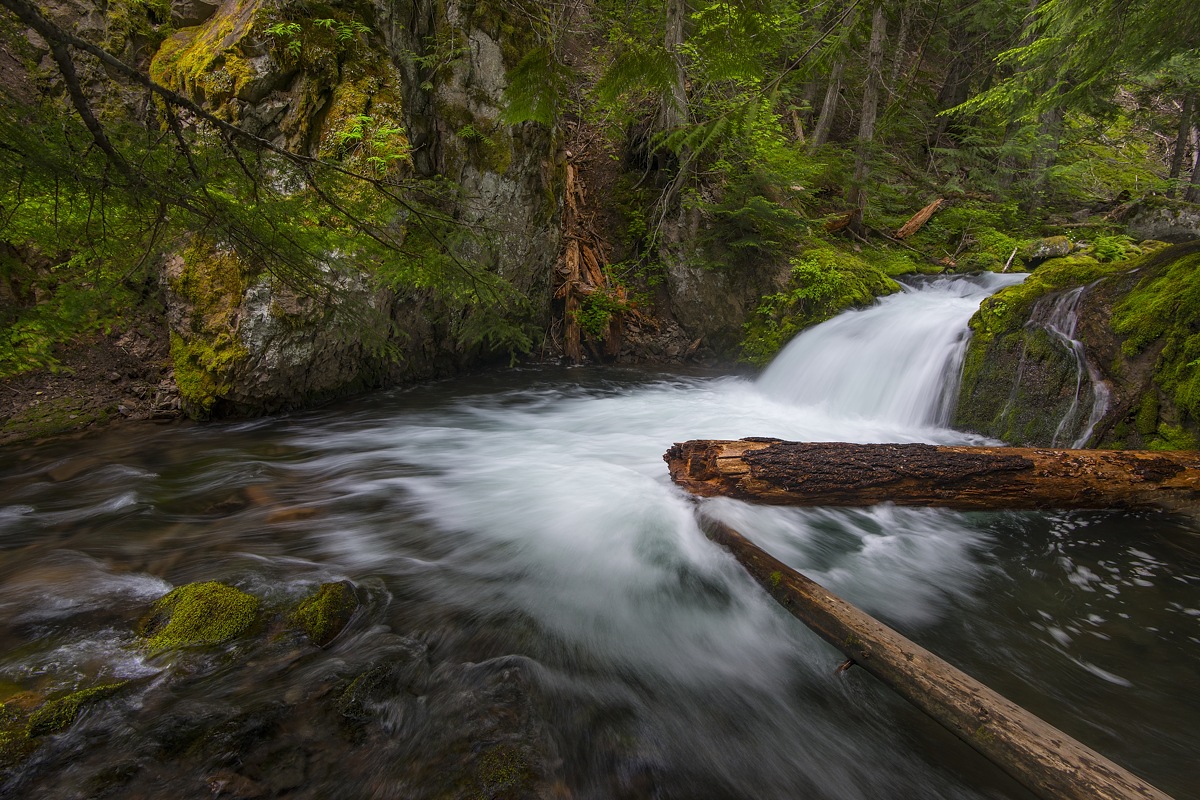 Fallen logs