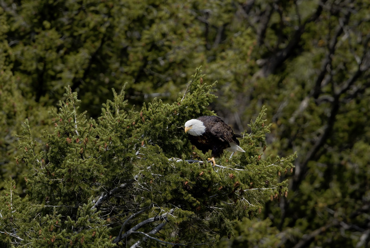 Yellowstone Bald Eagle