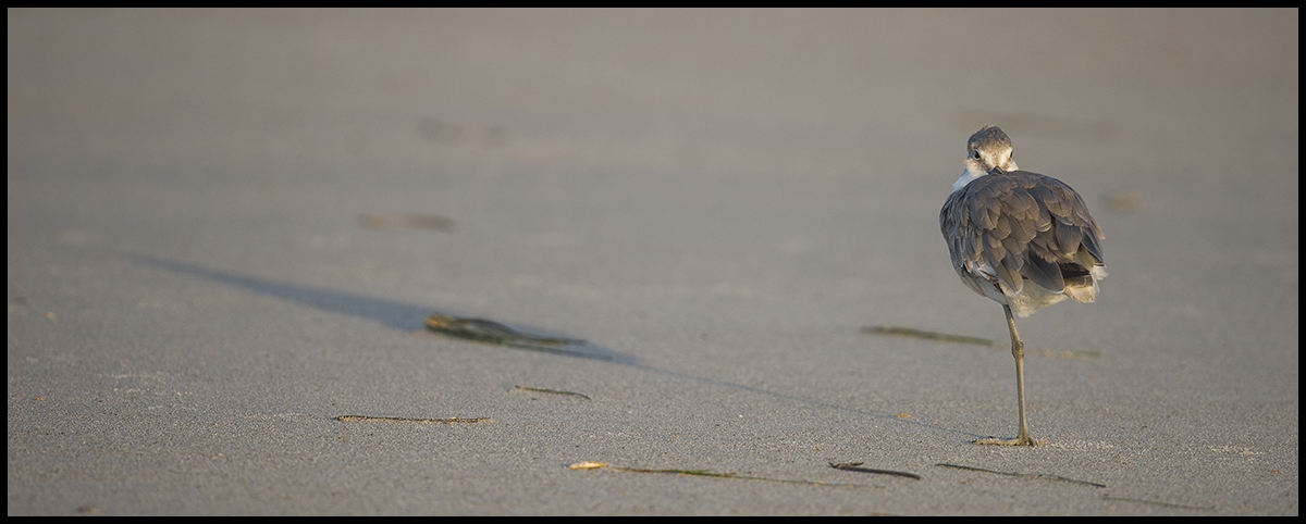 Short-Billed Dowitcher ?